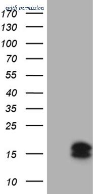 OriGene TA810621 image 1