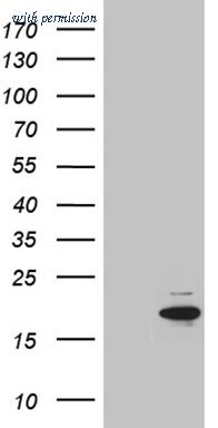 OriGene TA810681S image 1