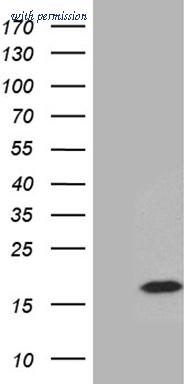 OriGene TA810710 image 1