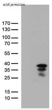 OriGene TA810723 image 1