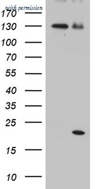 OriGene TA810724 image 1