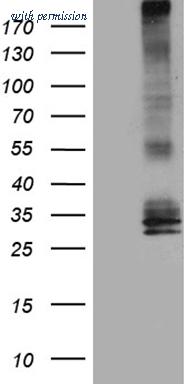 OriGene TA810776 image 1