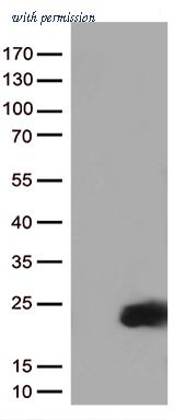 OriGene TA810802S image 1