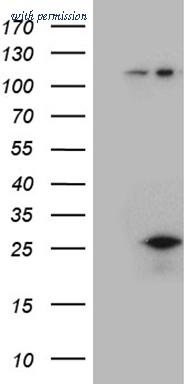 OriGene TA810833S image 1