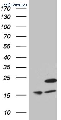 OriGene TA810857S image 1