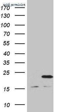 OriGene TA810858 image 1