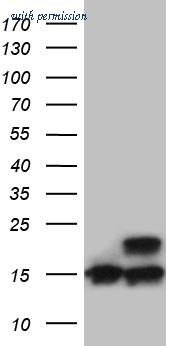 OriGene TA810903 image 1