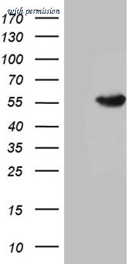 OriGene TA810950 image 1
