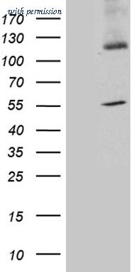 OriGene TA810985 image 1