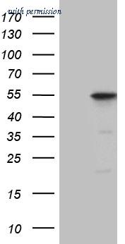 OriGene TA811007 image 1
