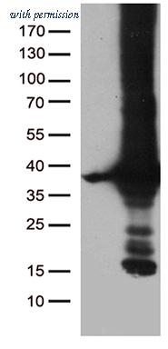 OriGene TA811069 image 1