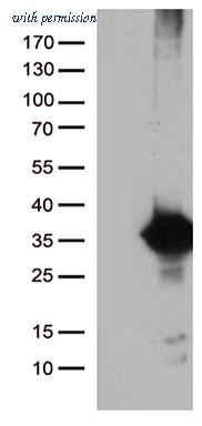 OriGene TA811070S image 1