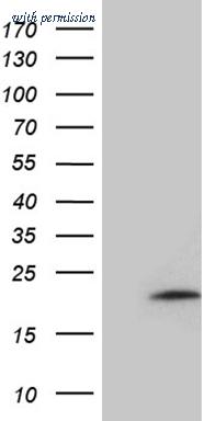 OriGene TA811106S image 1