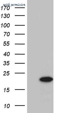 OriGene TA811121S image 1