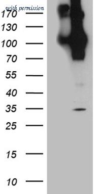 OriGene TA811151 image 1