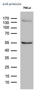 OriGene TA811167S image 1