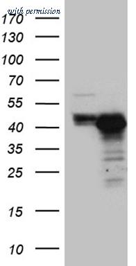 OriGene TA811183 image 1