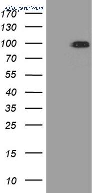 OriGene TA811184 image 1