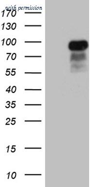 OriGene TA811190 image 1