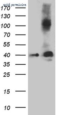OriGene TA811196 image 1