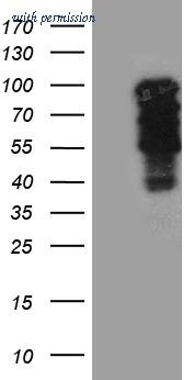 OriGene TA811202S image 1