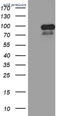 OriGene TA811217 image 1