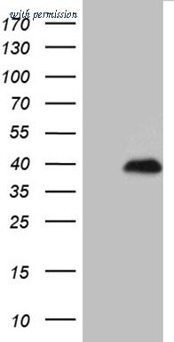 OriGene TA811231S image 1
