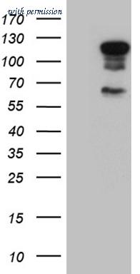 OriGene TA811234 image 1