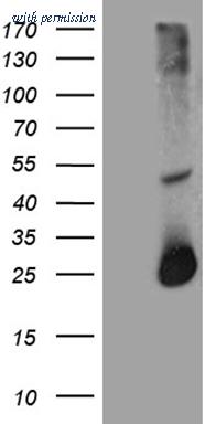OriGene TA811301 image 1