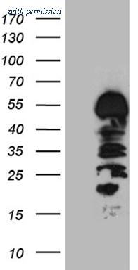 OriGene TA811319S image 1