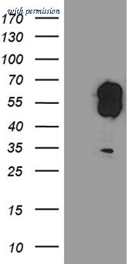 OriGene TA811322 image 1