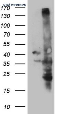 OriGene TA811328S image 1