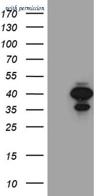 OriGene TA811332 image 1