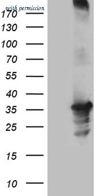 OriGene TA811338 image 1