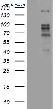 OriGene TA811368S image 1