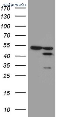 OriGene TA811427 image 1