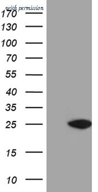 OriGene TA811479S image 1