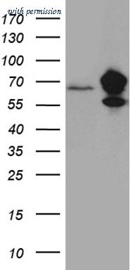 OriGene TA811487S image 1