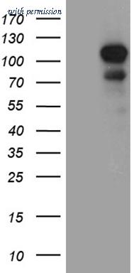 OriGene TA811498S image 1