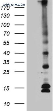 OriGene TA811507 image 1