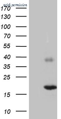 OriGene TA811508 image 1