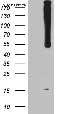 OriGene TA811510 image 1