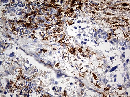 OriGene TA811518 image 1