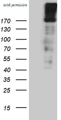 OriGene TA811546 image 1
