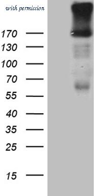 OriGene TA811558S image 1