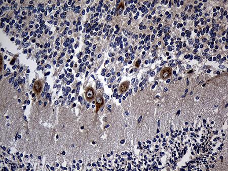 OriGene TA811560 image 1