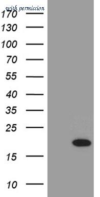 OriGene TA811566S image 1