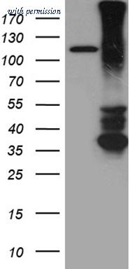 OriGene TA811571 image 1