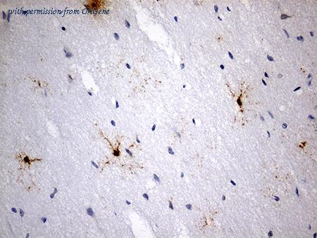 OriGene TA811586 image 1