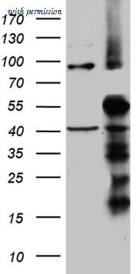 OriGene TA811603S image 1